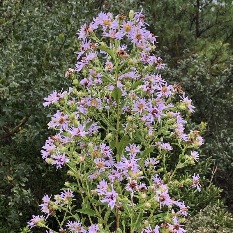Marsh American-Aster