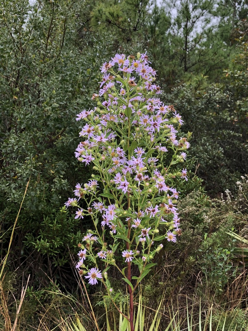 Marsh American-Aster photo 2