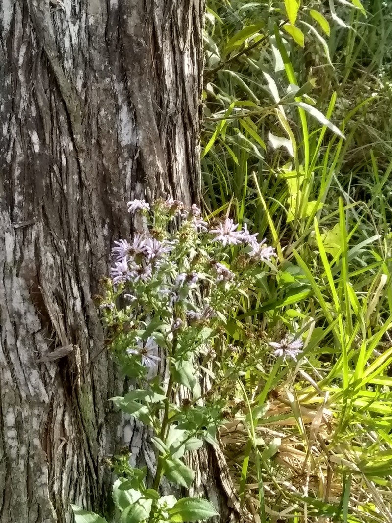 Marsh American-Aster photo 3