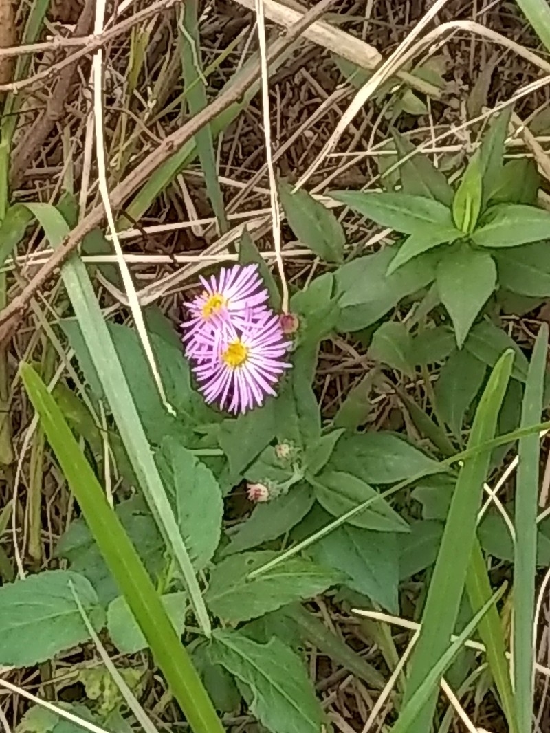 Marsh American-Aster photo 4