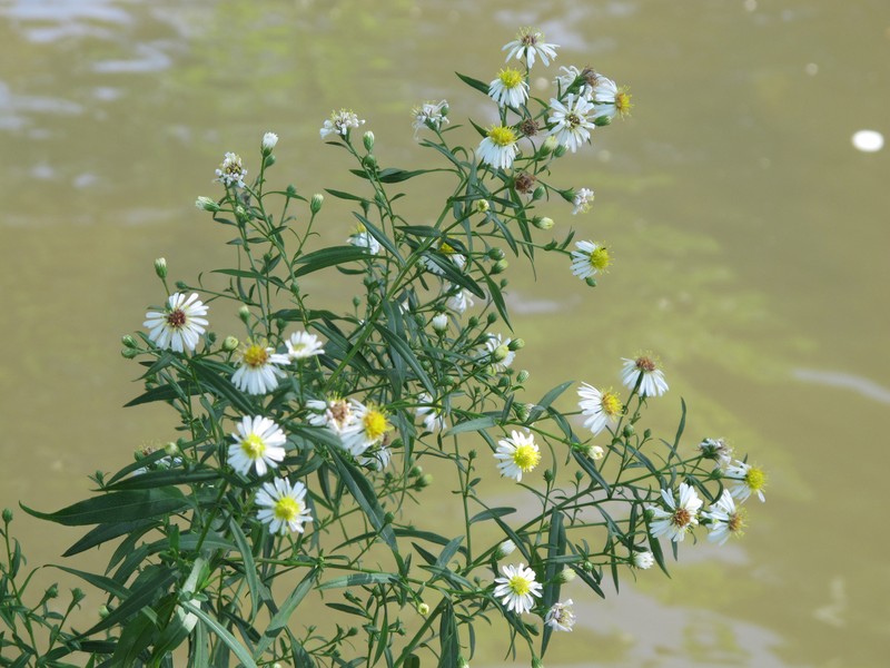 Southwestern Annual Saltmarsh Aster photo 2