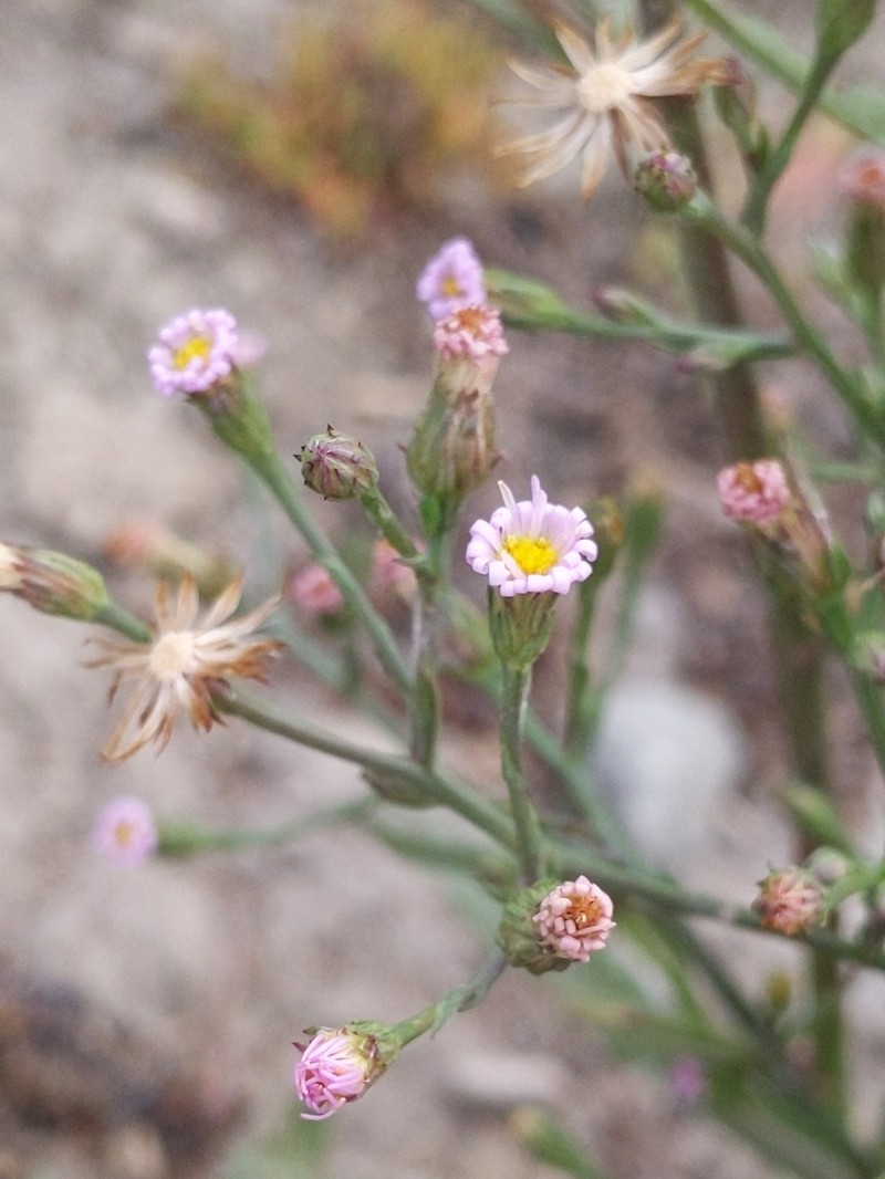 Southwestern Annual Saltmarsh Aster photo 3