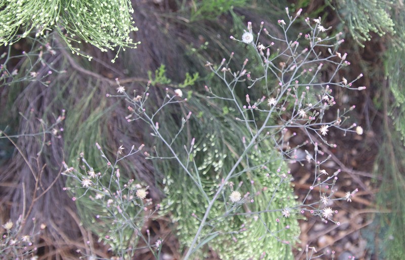 Southwestern Annual Saltmarsh Aster photo 4