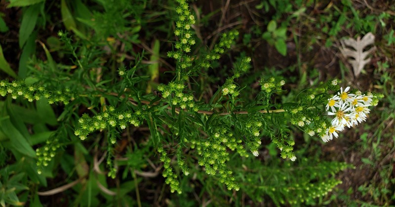 White Heath Aster photo 4