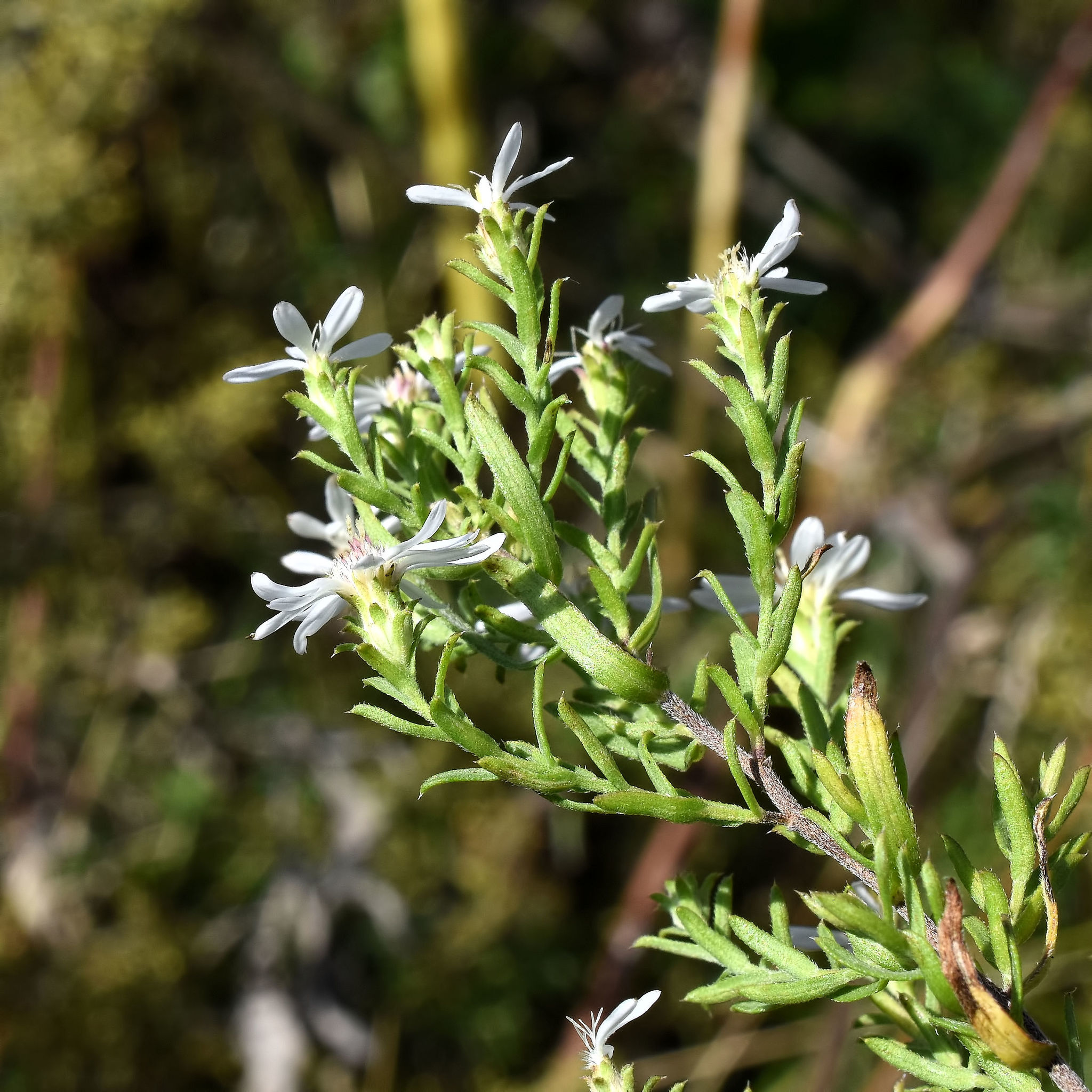 White Heath Aster photo 6