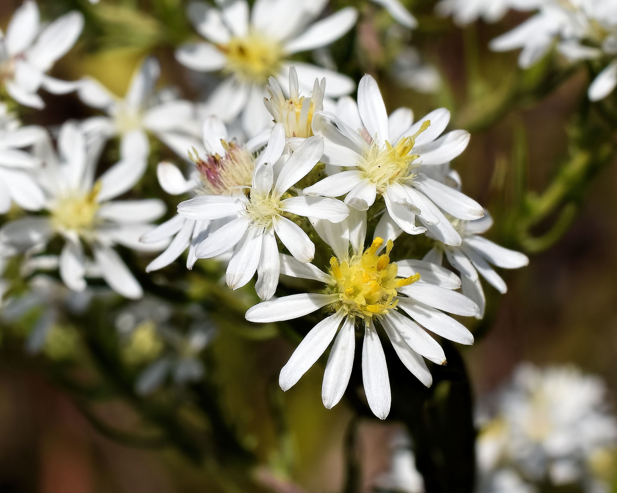 White Heath Aster photo 7