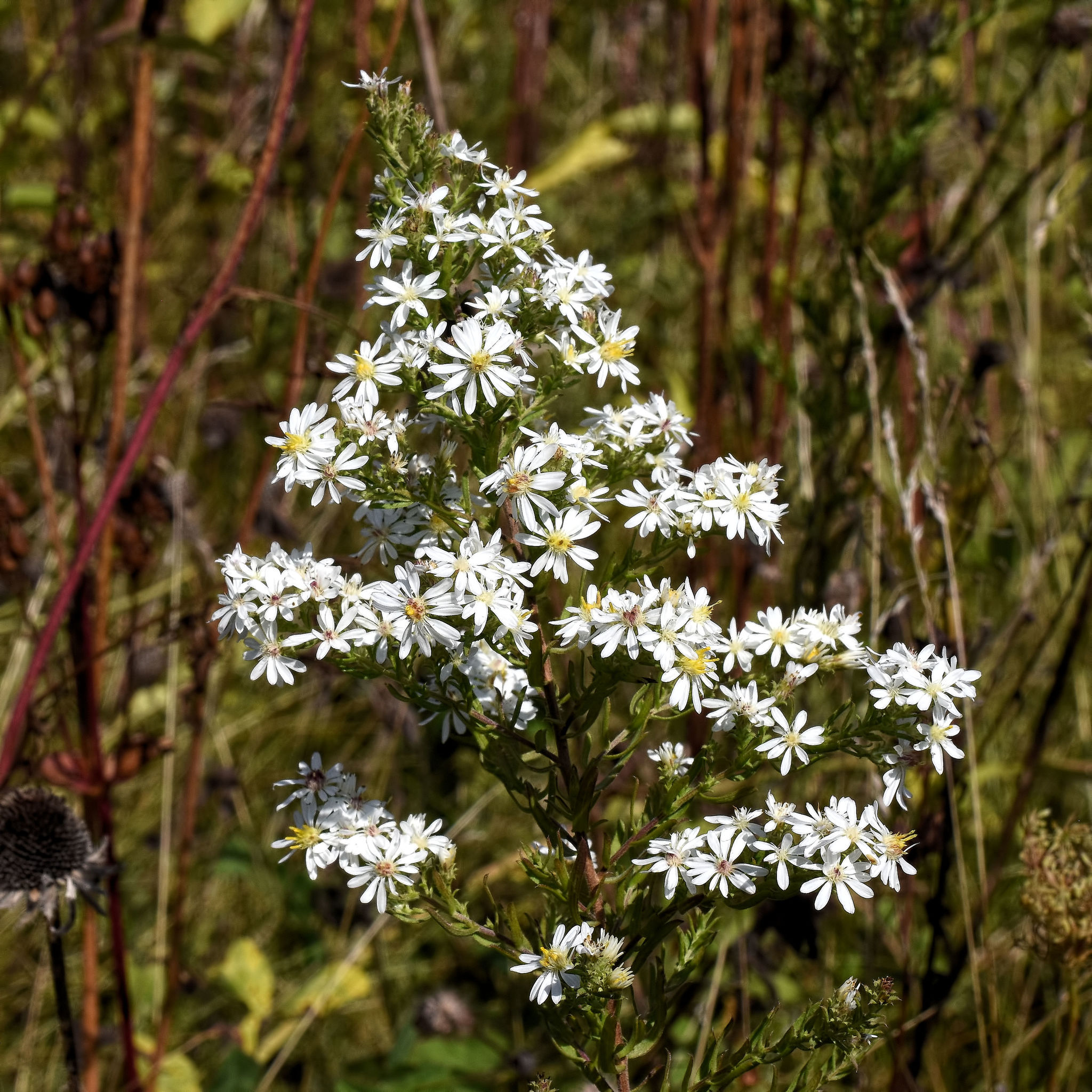 White Heath Aster