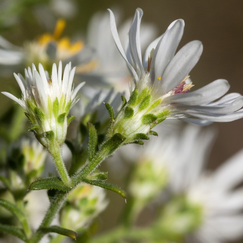 White Heath Aster photo 2