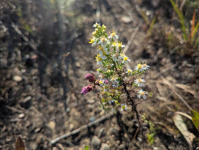 Symphyotrichum ericoides var. ericoides