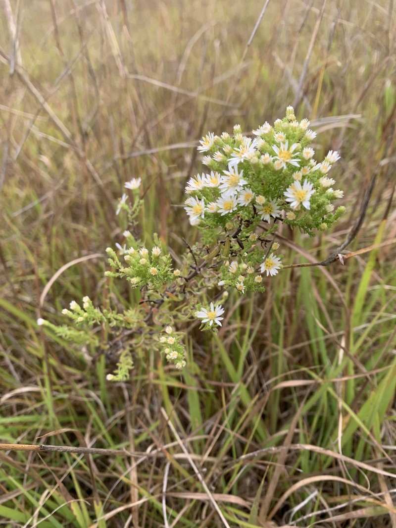 Symphyotrichum ericoides var. ericoides photo 2