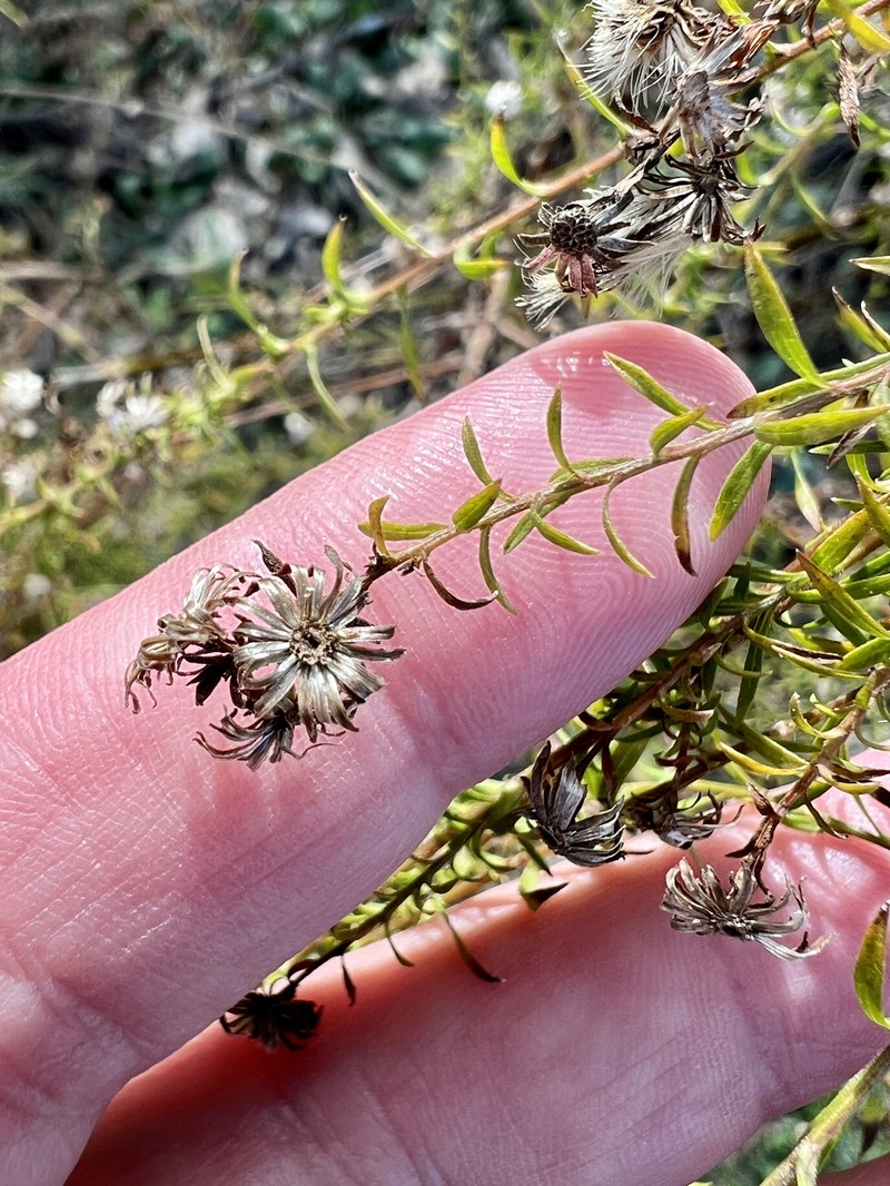 Symphyotrichum ericoides var. ericoides photo 3