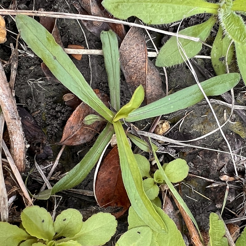 Symphyotrichum ericoides var. ericoides photo 4