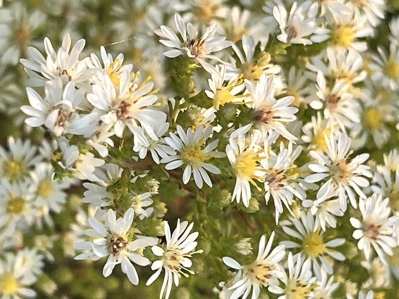 Symphyotrichum ericoides var. ericoides photo 8