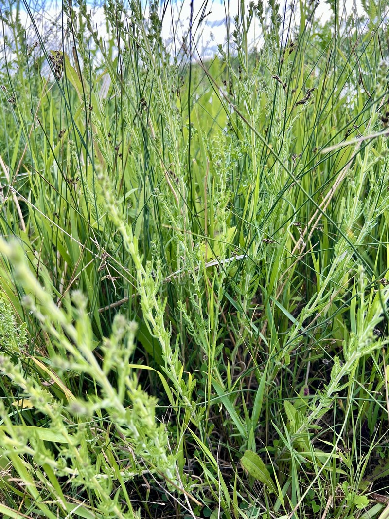 Symphyotrichum ericoides var. pansum