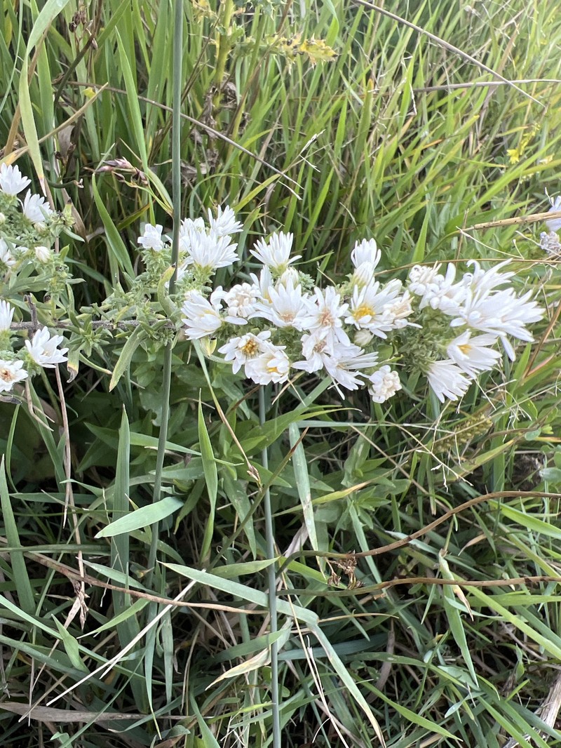 Symphyotrichum ericoides var. pansum photo 2