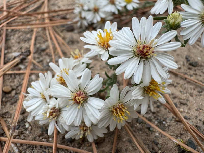 Symphyotrichum ericoides var. pansum photo 4