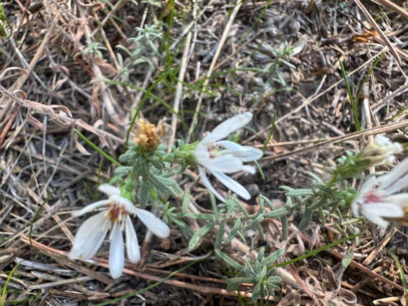 Symphyotrichum ericoides var. pansum photo 6