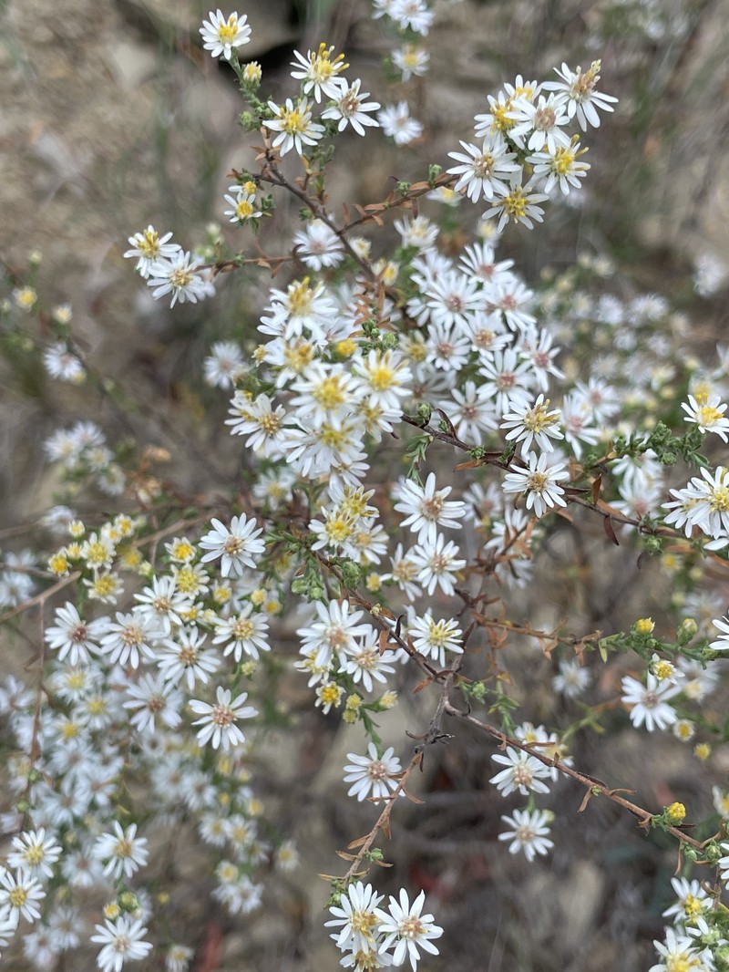 Symphyotrichum ericoides var. pansum photo 7