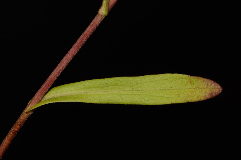 Symphyotrichum estesii photo 2