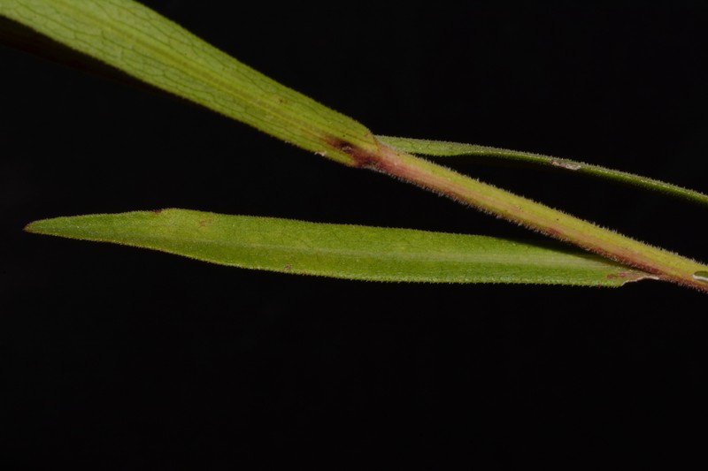 Symphyotrichum estesii photo 3