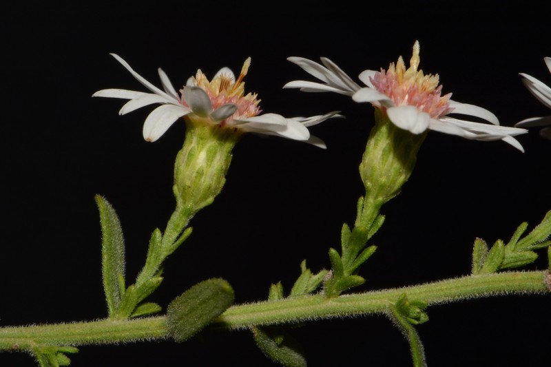 Symphyotrichum estesii photo 4
