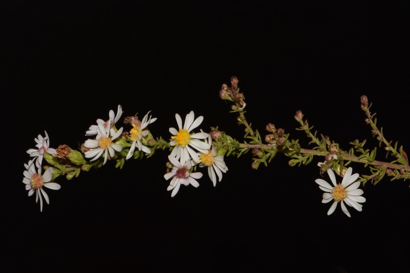 Symphyotrichum estesii photo 5