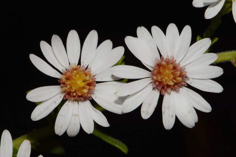 Symphyotrichum estesii photo 6