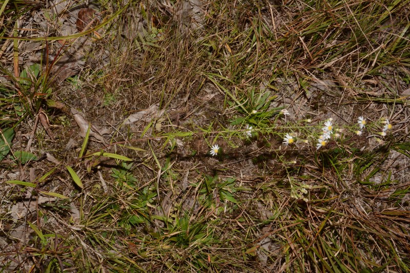 Symphyotrichum estesii photo 7