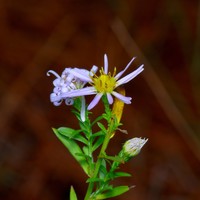 Texas Aster