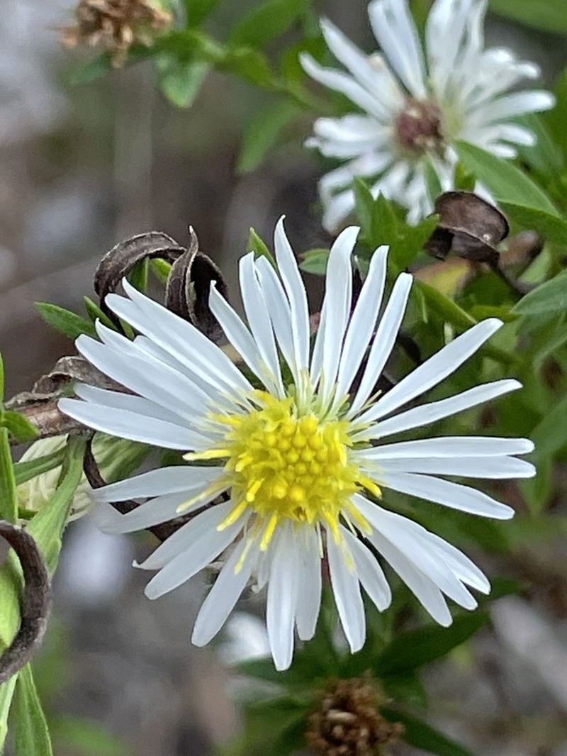 Texas Aster photo 3