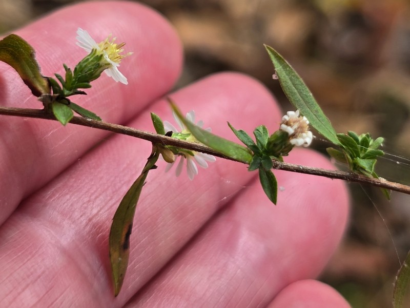 Texas Aster photo 4