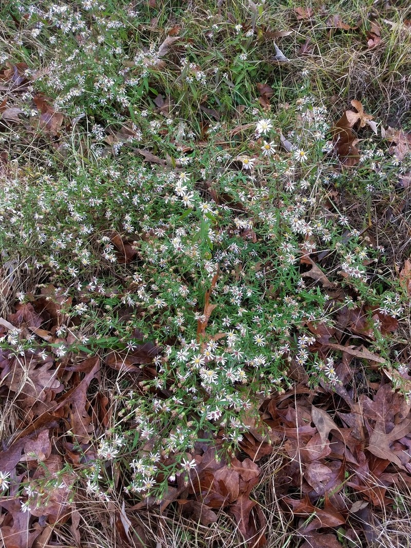 Texas Aster photo 5