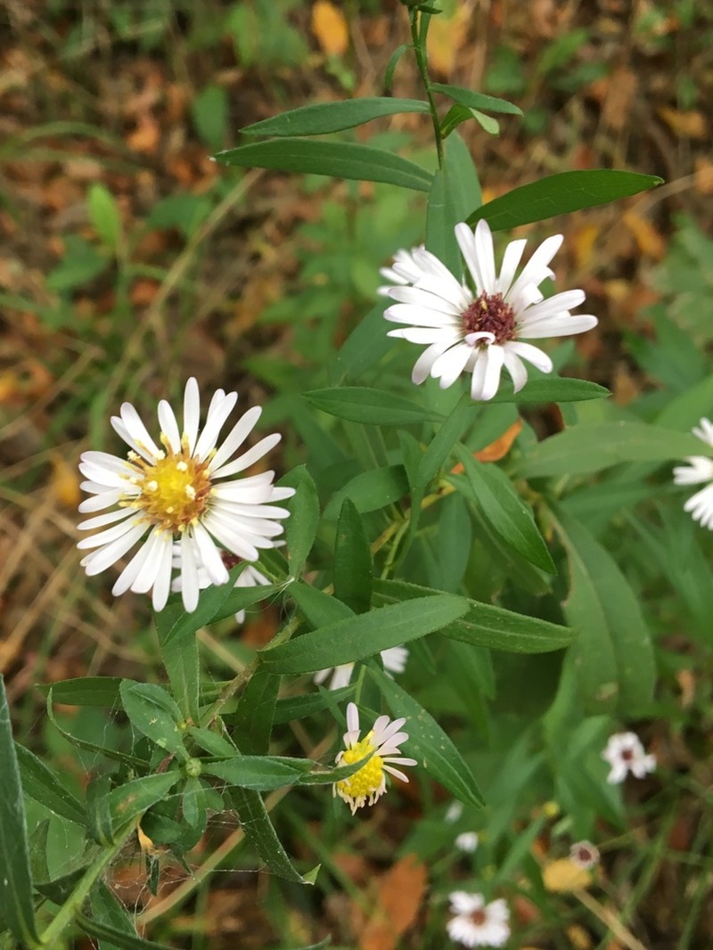 Texas Aster photo 6