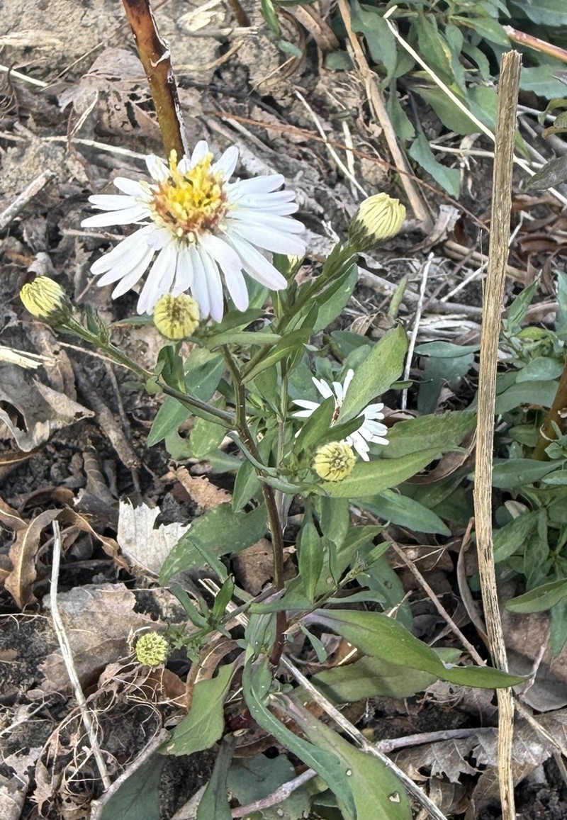 Texas Aster photo 7