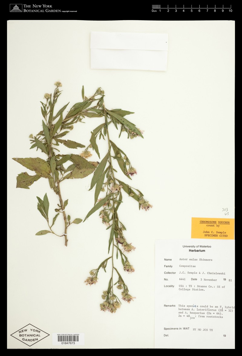 Texas Aster photo 2