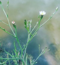 Southwestern Annual Saltmarsh Aster