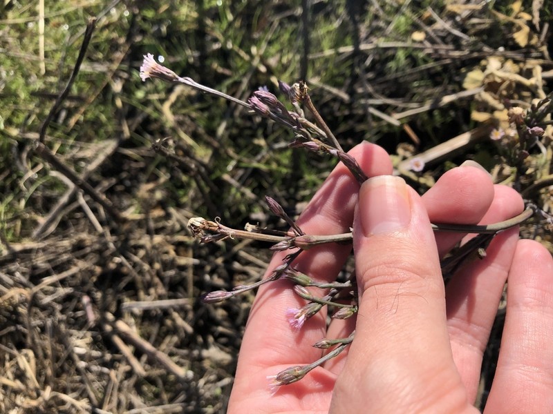 Southwestern Annual Saltmarsh Aster photo 2