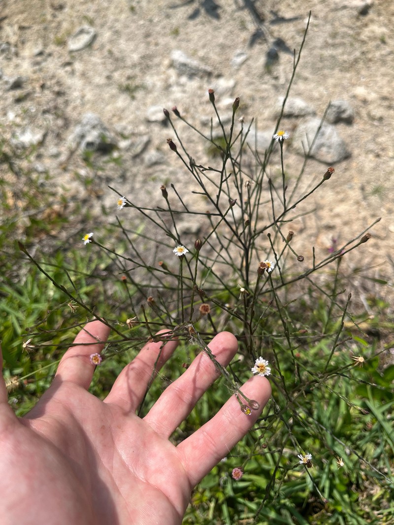 Southwestern Annual Saltmarsh Aster photo 4