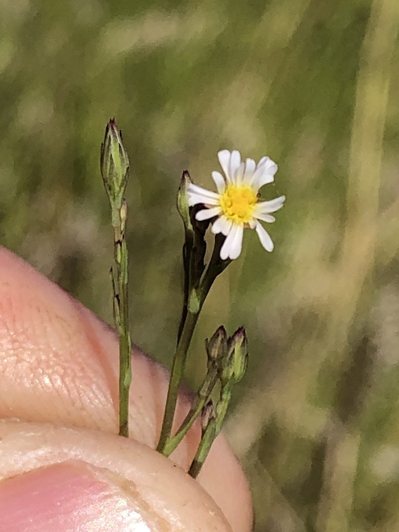 Southwestern Annual Saltmarsh Aster photo 5