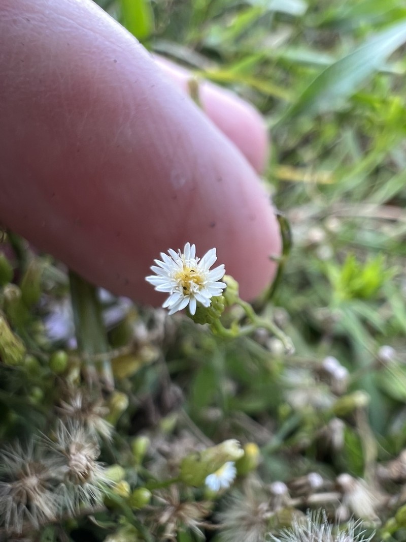 Southwestern Annual Saltmarsh Aster photo 6