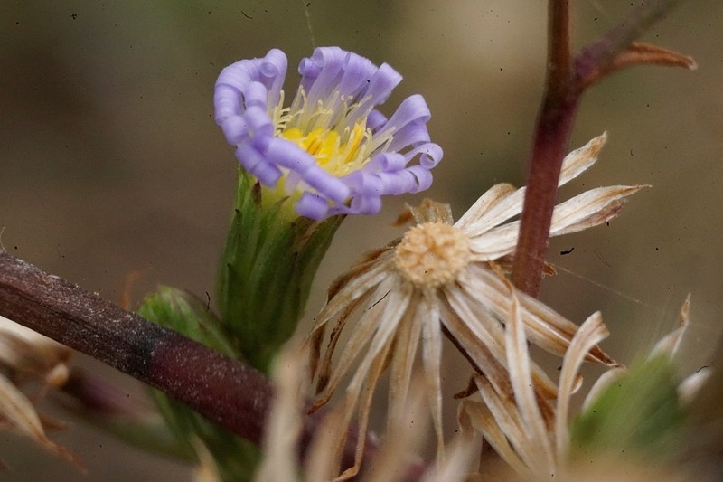 Southwestern Annual Saltmarsh Aster photo 7