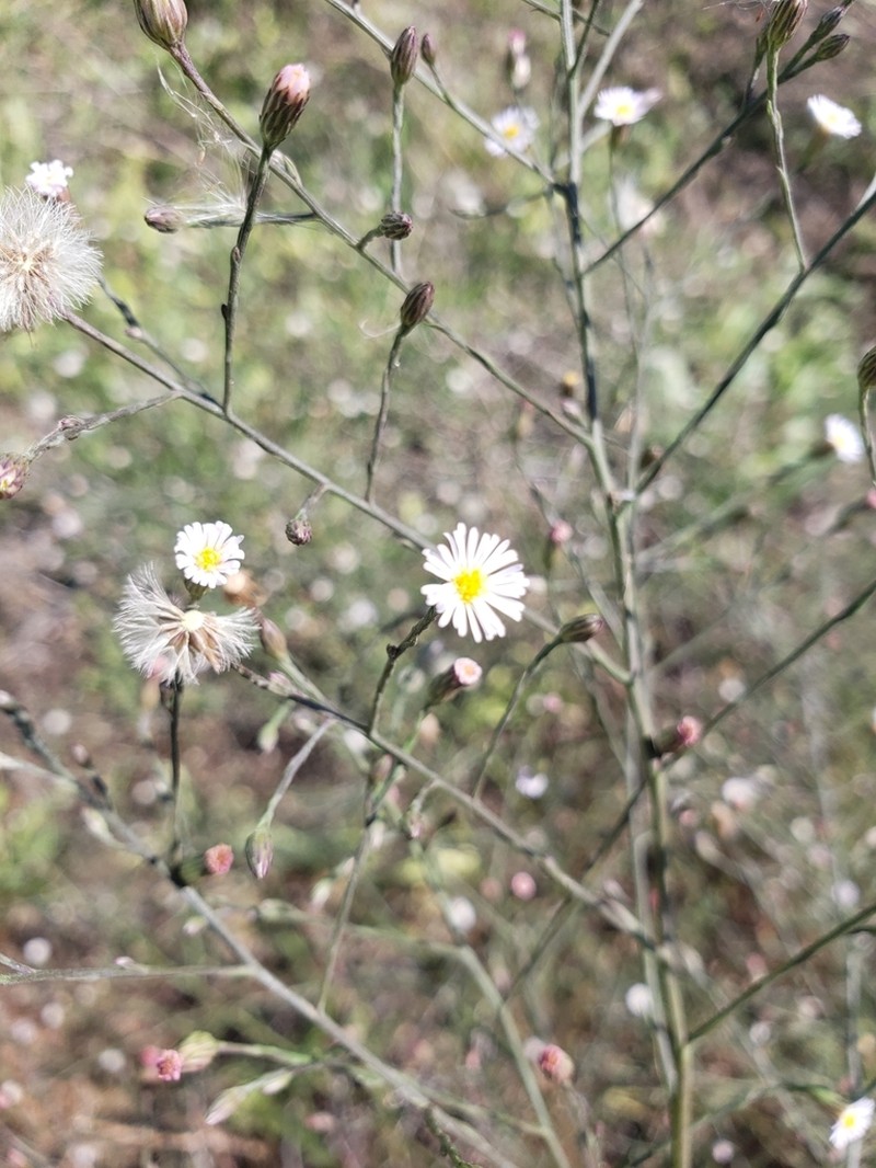 Southwestern Annual Saltmarsh Aster photo 8