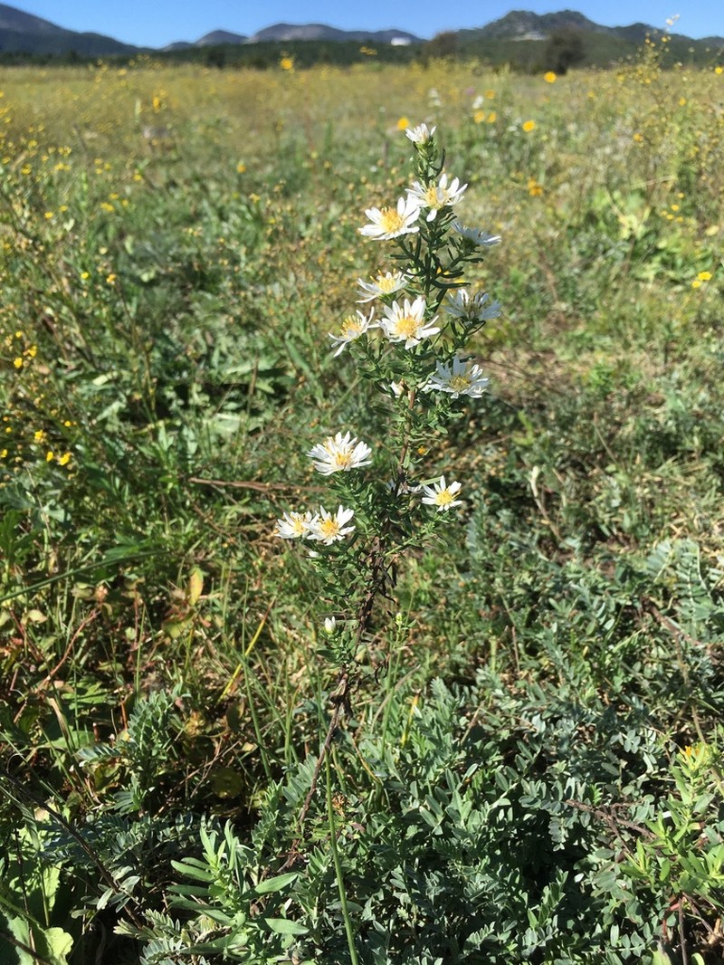 White Prairie Aster photo 2