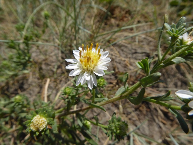 White Prairie Aster photo 3