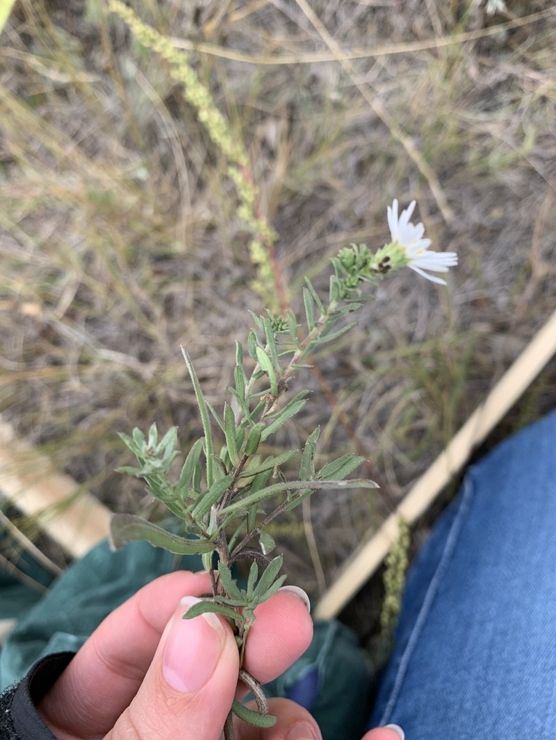 White Prairie Aster photo 5
