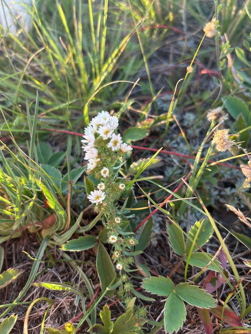 White Prairie Aster photo 6