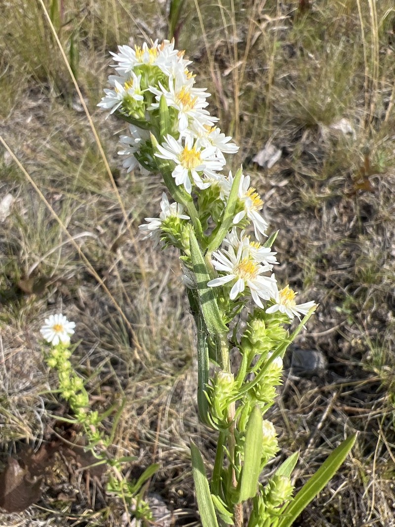 White Prairie Aster photo 7