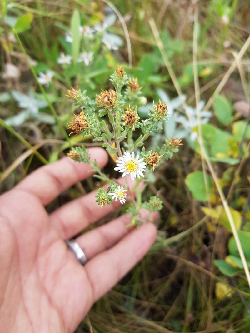 White Prairie Aster photo 8
