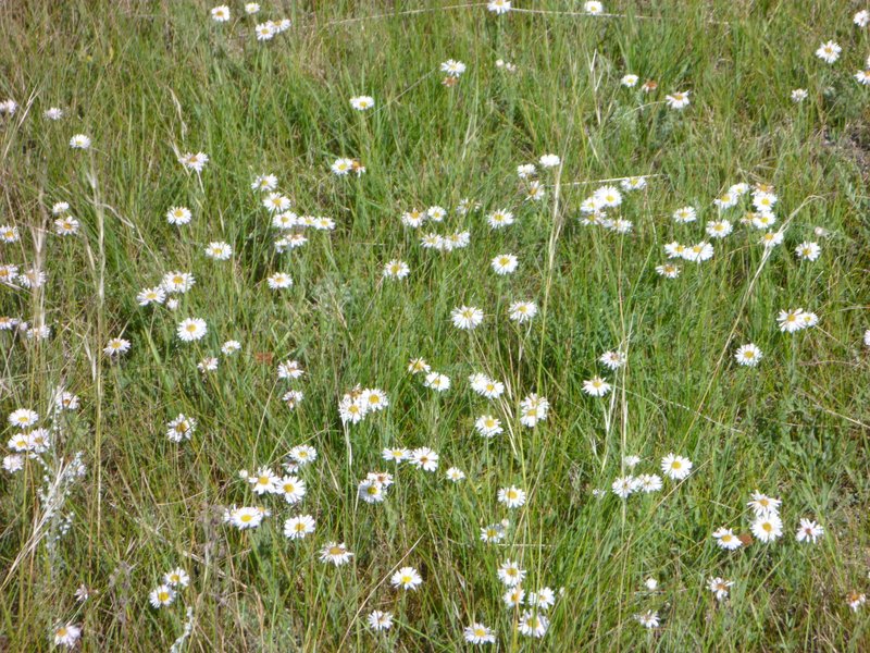 White Prairie Aster photo 5