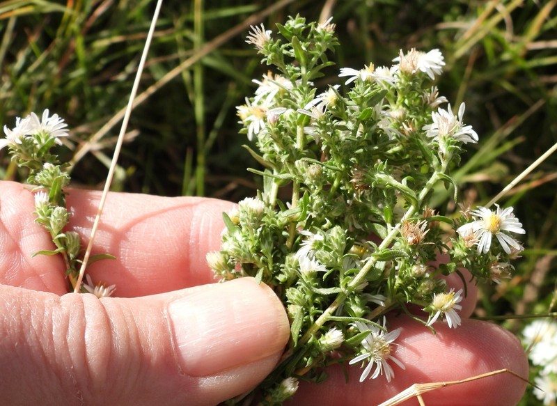 Symphyotrichum falcatum var. commutatum